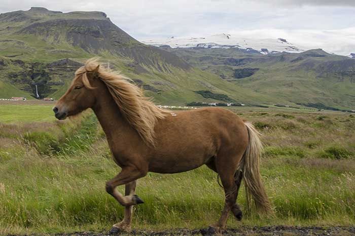 Caballo - Islandia 4.jpg